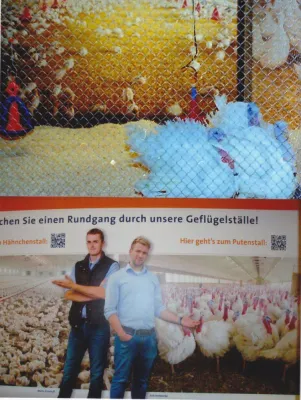 Bild: Geflügelhaltung: Tierschutzverein begrüßt ehrliche bildliche Darstellung der Geflügelhaltung durch ZDG