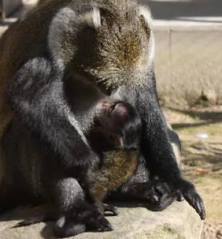 Begehrtes Bündel im Erlebnis-Zoo Hannover Bild: Begehrtes Bündel im Erlebnis-Zoo Hannover