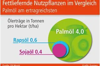 Bild: Fettliefernde Nutzpflanzen im Vergleich