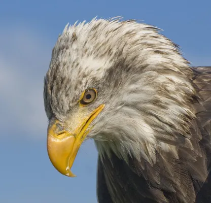 Alle Vögel sind schon da: 1-tägiges Fotoseminar „Vogelfotografie“ im Weltvogelpark Walsrode Bild: Alle Vögel sind schon da: 1-tägiges Fotoseminar „Vogelfotografie“ im Weltvogelpark Walsrode
