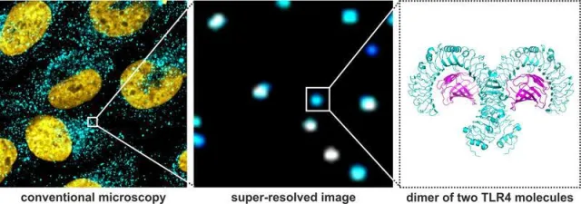 Bild: Türsteher der Immunzellen arbeiten im Team