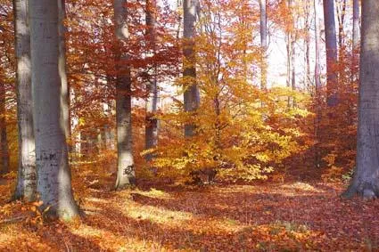 Bild: Laubholzeinschlag hält den Wald stabil und artenreich