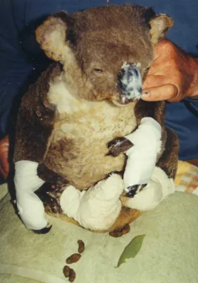 Bild: Koalas von Buschfeuer bedroht