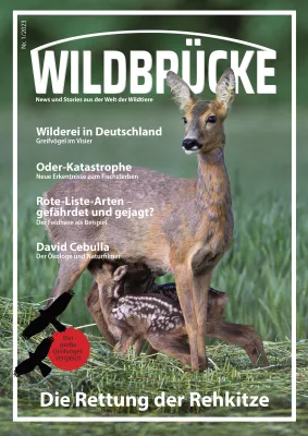 Bild: Wildbrücke – neues Online-Magazin schlägt Brücke zwischen Menschen und Wildtieren