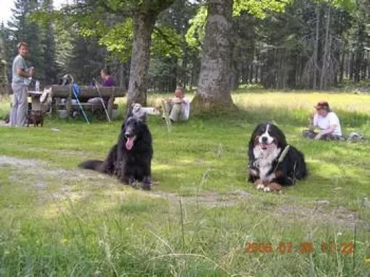 Bild: Antijagdtraining für Hunde im Urlaub in Deutschland