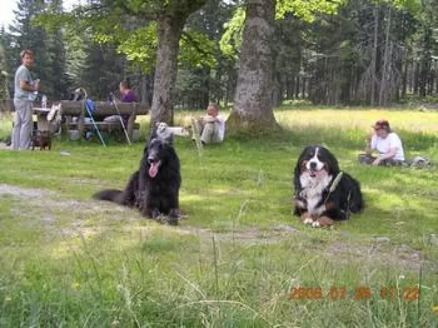 Bild: Antijagdtraining für Hunde im Urlaub in Deutschland