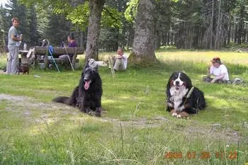 Bild: Antijagdtraining für Hunde im Urlaub in Deutschland
