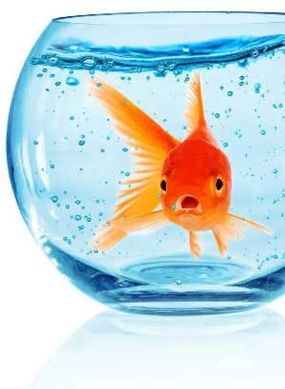Der Goldfisch im Inforationsdickicht
