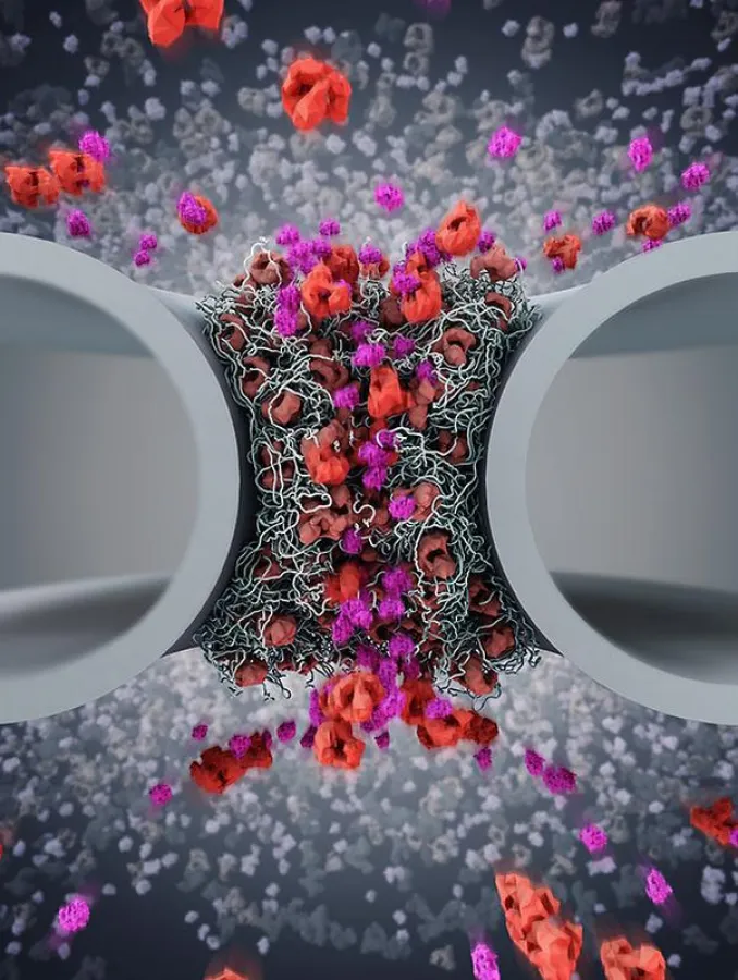 Shuttling proteins at the nuclear pore – working like a revolving door.  (Immanuel Wagner/imma.tv)