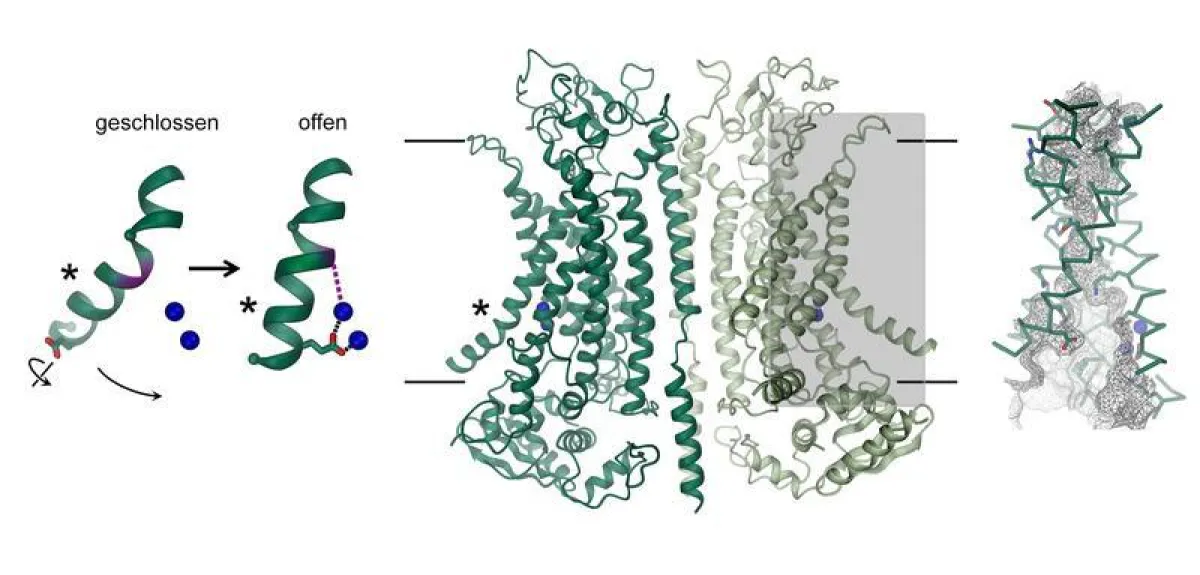 Struktur des Kalzium-aktivierten Chloridkanals TMEM16A: Die Kenntnisse über Struktur und Funktionsweise ebnen den Weg, um Medikamente gegen die zystische Fibrose zu entwickeln. (Raimund Dutzler, UZH)