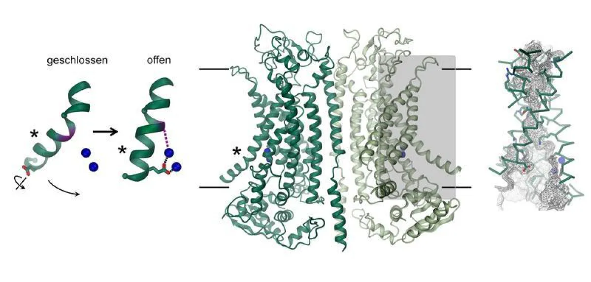 Struktur des Kalzium-aktivierten Chloridkanals TMEM16A: Die Kenntnisse über Struktur und Funktionsweise ebnen den Weg, um Medikamente gegen die zystische Fibrose zu entwickeln. (Raimund Dutzler, UZH)