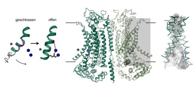 Bild: Von der Proteinstruktur zur Behandlung der zystischen Fibrose