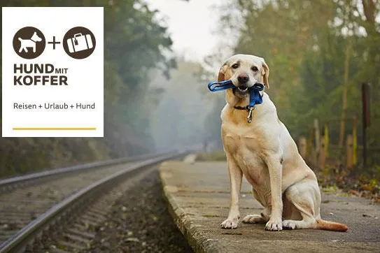 Hund-mit-Koffer.de ist online. Das neue Reise-Lifestyle-Portal für Hund und Herrchen Bild: Hund-mit-Koffer.de ist online. Das neue Reise-Lifestyle-Portal für Hund und Herrchen