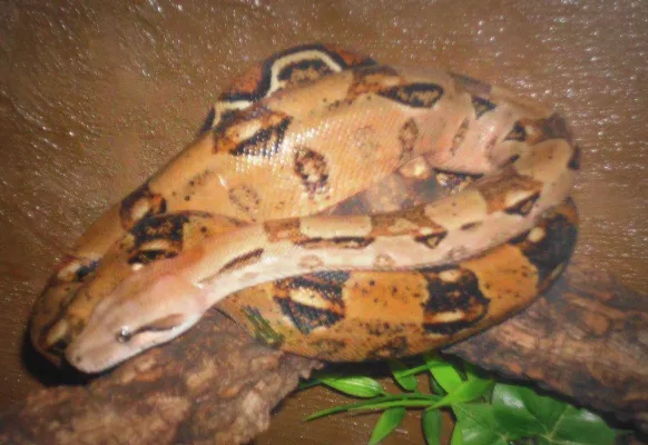 Bild: Stellungnahme zum Artikel über die Terraristika Hamm in der „Bild am Sonntag“