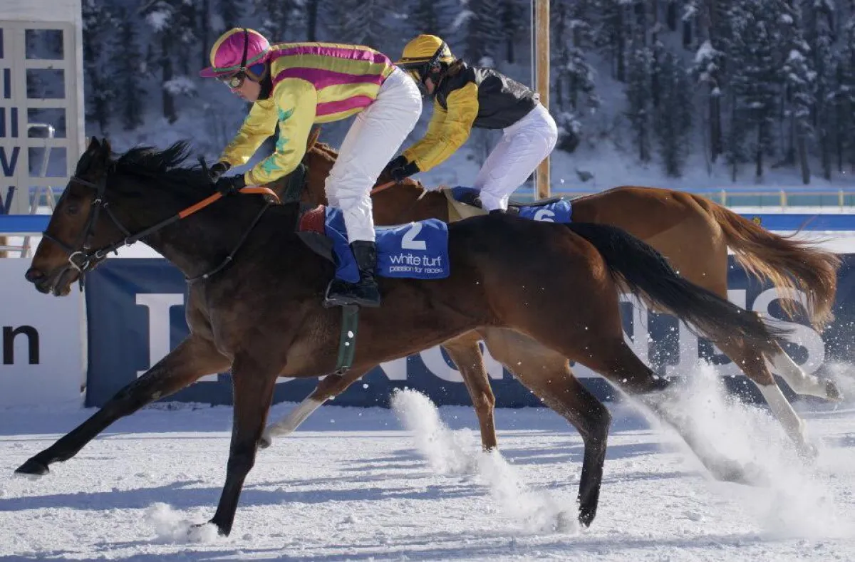 Die Stute LOVELETT bei Ihrem Sieg 2018 in St. Moritz