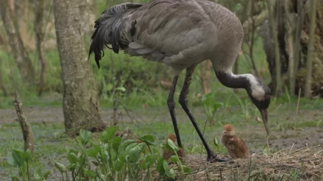 Bild: Nachwuchs bei Familie Kranich – Imagefilm für Kranichschutz Deutschland