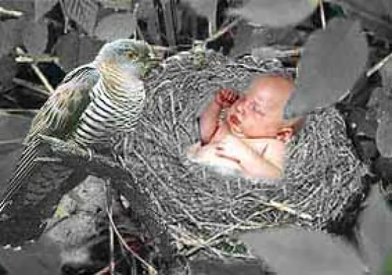 Bild: Vater eines Kuckuckskindes?