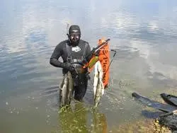 Bild: Unterwasserjagd in den Flüssen von Kamtschatka