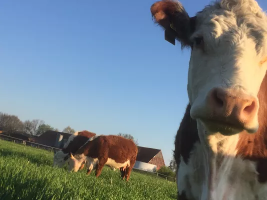 Bild: Hof Herweg bietet nachhaltiges Weidefleisch im Onlineshop an