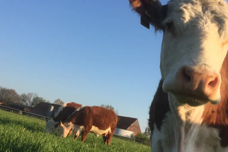Bild: Hof Herweg bietet nachhaltiges Weidefleisch im Onlineshop an