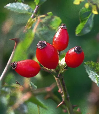 Bild: Die Hagebutte – ein Naturtalent für die Gelenkgesundheit