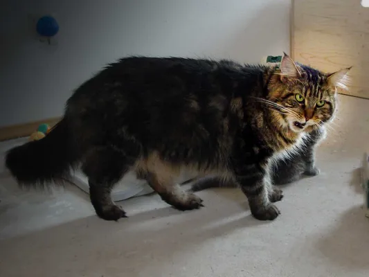 Bild: Unbekannte Fakten über die Schnurrhaare deiner Katze