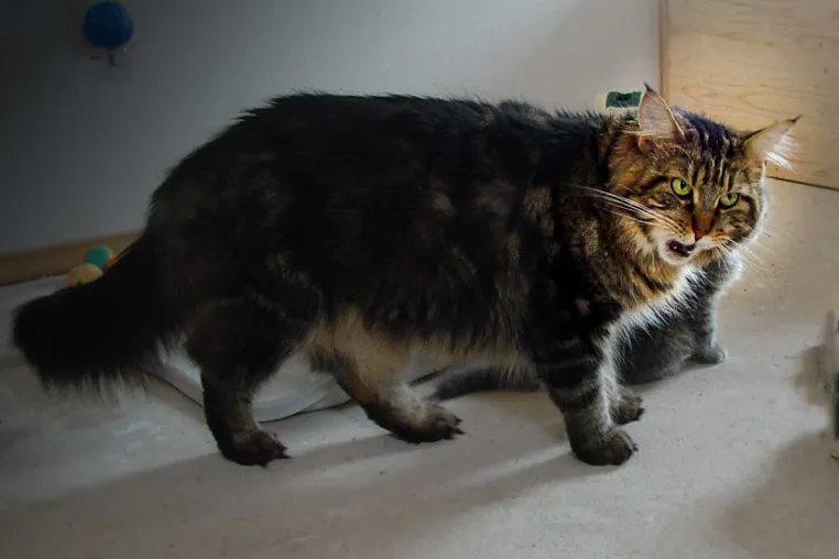 Bild: Unbekannte Fakten über die Schnurrhaare deiner Katze