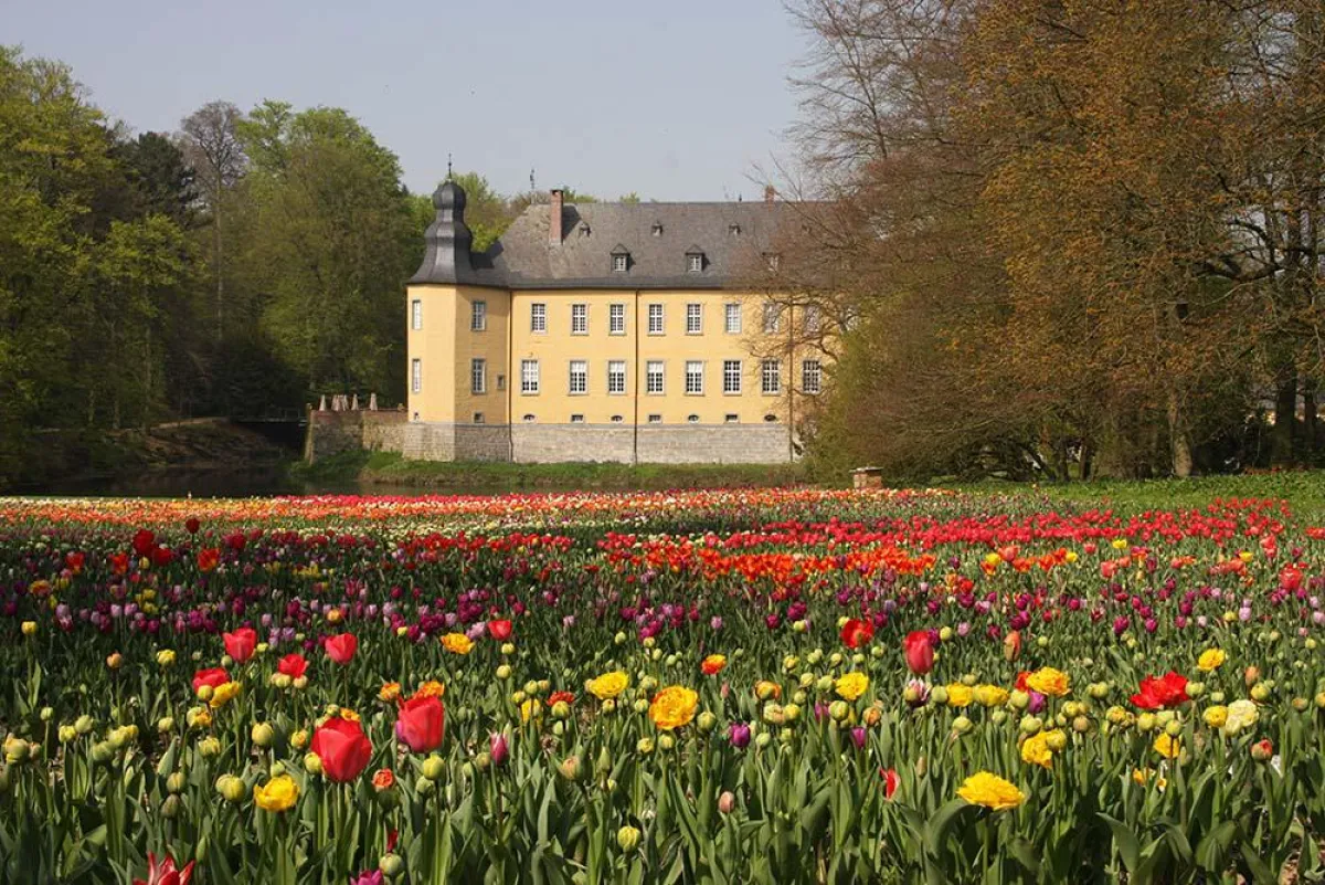 Mit Blumen von Gärtner Pötschke aufblühendes Tulpenfeld vor Schloss Dyck