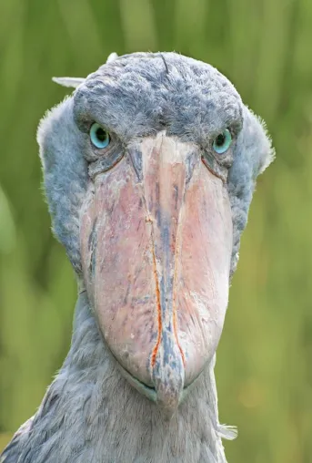 Bild: 1-tägiges Fotoseminar „Vogelfotografie“ im Weltvogelpark Walsrode