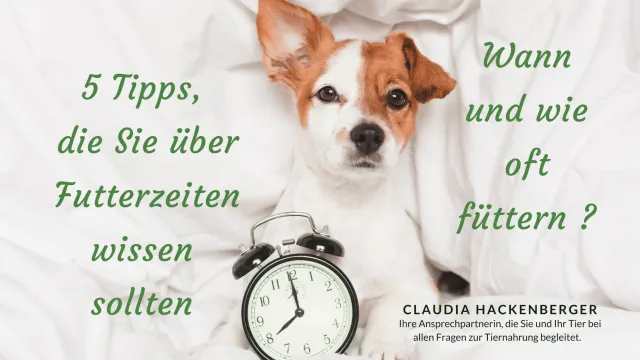 Optimale Fütterungszeiten für Ihren Hund: Ein Leitfaden für ein vitales Hundeleben Bild: Optimale Fütterungszeiten für Ihren Hund: Ein Leitfaden für ein vitales Hundeleben