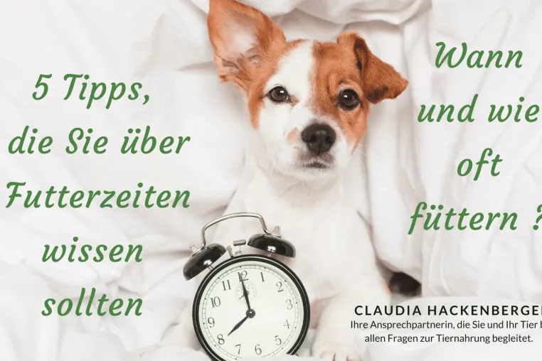 Bild: Optimale Fütterungszeiten für Ihren Hund: Ein Leitfaden für ein vitales Hundeleben
