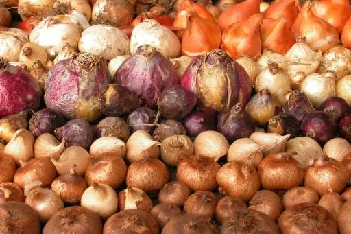 Bild: Kleinblumenzwiebeln: Viel mehr als Tulpe, Narzisse & Co