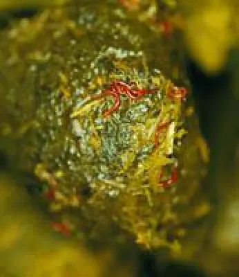 Bild: Aktuelle wissenschaftliche Empfehlungen zur Entwurmung von Pferden