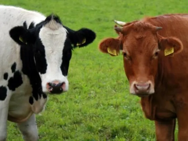 Bild: So stinkt die Gülle nicht