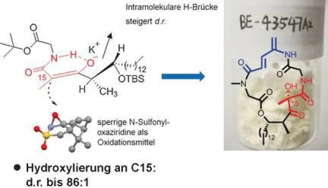 Bild: Wirkstoff gegen Bauchspeicheldrüsenkrebs im Visier der Forschung