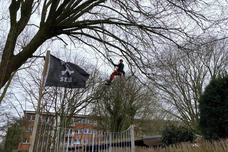 Bild: Gewissheit dank präziser Baumkontrollen und Baumgutachten der Baumpflege Sausen in Hamburg