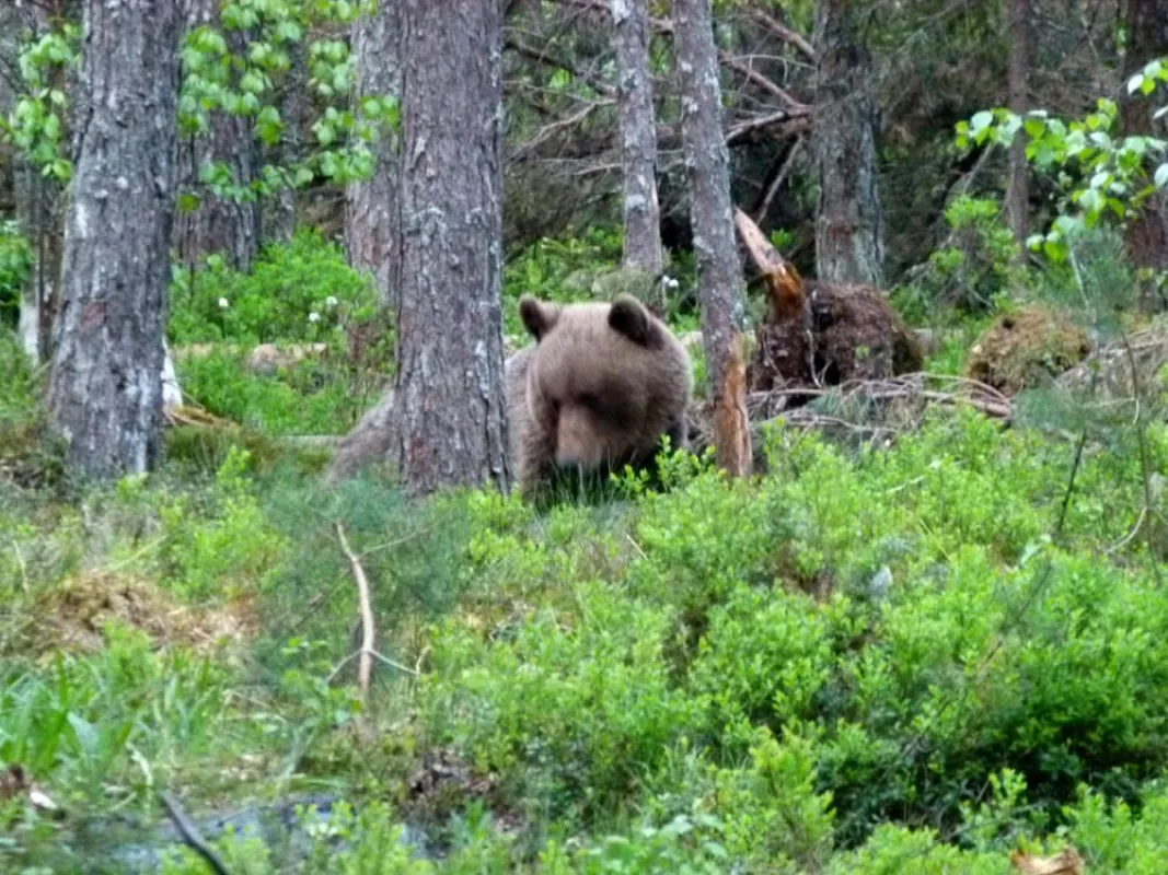 Bär im estnischen Urwald