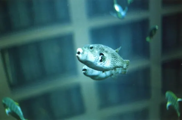 Bild: Fotoausstellung in der Galerie neunplus: Annette Assmy: Guadalupe & Carolina Gumz: \"Das Leben ein Traum...\"