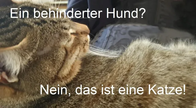 Ein behinderter Hund? - Nein, das ist eine Katze Bild: Ein behinderter Hund? - Nein, das ist eine Katze