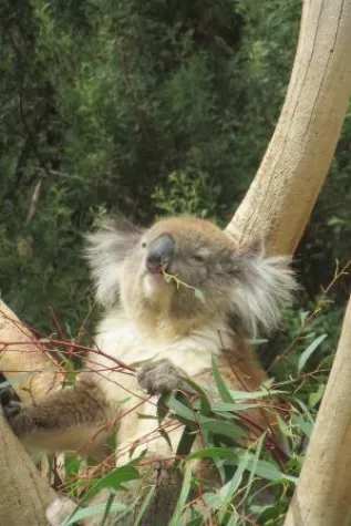 In Südaustralien ab Juli 2017 die High School besuchen Bild: In Südaustralien ab Juli 2017 die High School besuchen