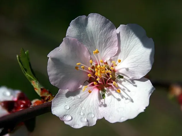 Bild: Warum gerade jetzt nach Mallorca?