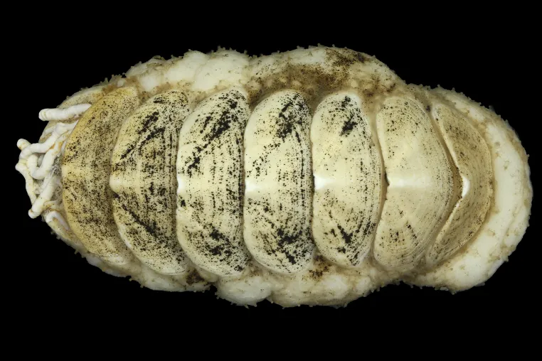 Bild: Käferschnecke der Herzen: Online-Publikum gibt neuer Tiefsee-Art einen Namen