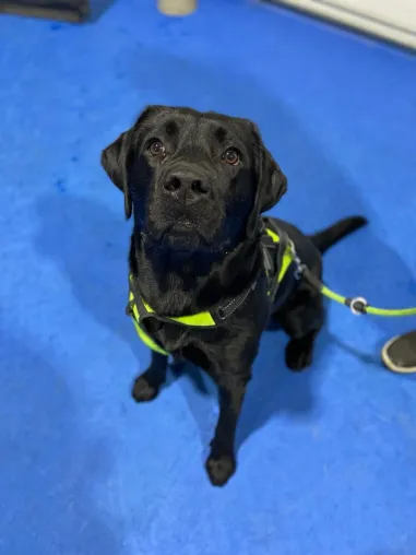Schulhund Emil hat sein IHK Zertifikat erhalten Bild: Schulhund Emil hat sein IHK Zertifikat erhalten