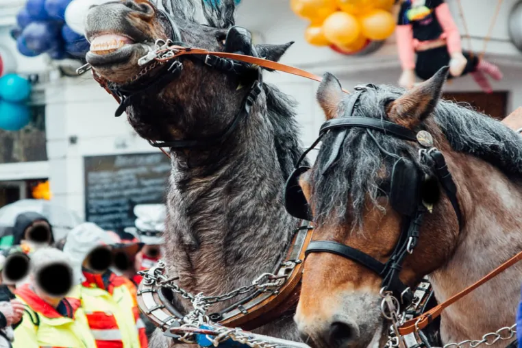 Bild: Pferde gequält für Sport und Spaß - Tierschutzwidriges Handeln nicht tolerieren!