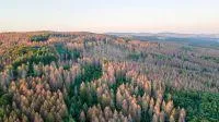Bild: Klimakrise und Corona-Krise: Klimawandel verstärkt Artensterben und Waldsterben in Europa