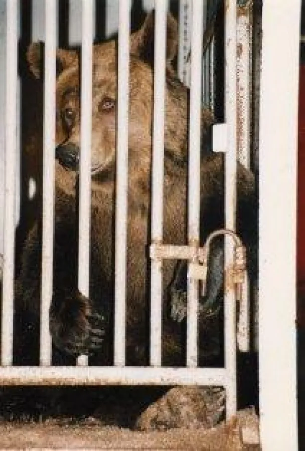 Bär im Universalzirkus Renz (c) PETA