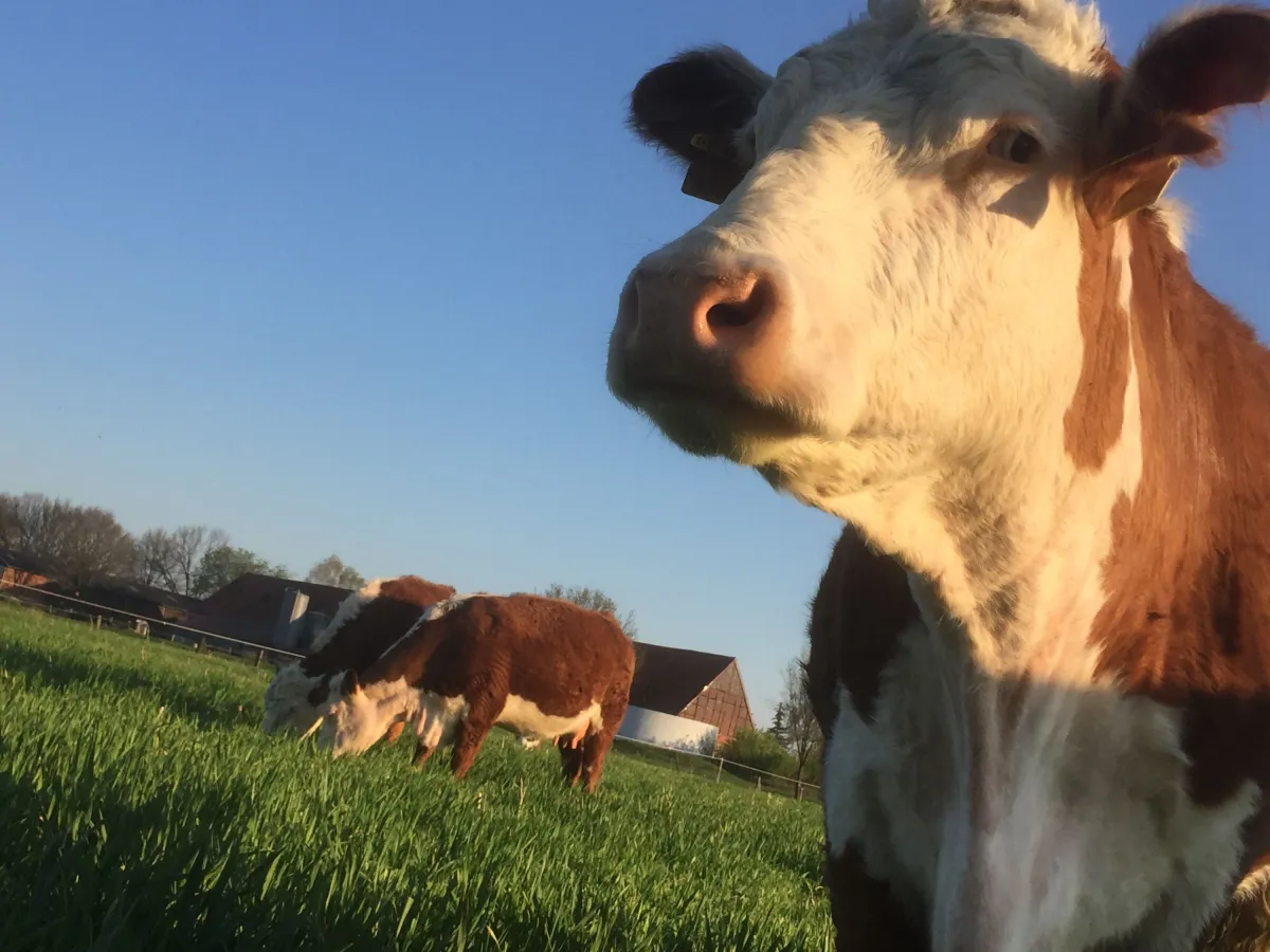 Weidefleisch Hof Herweg (© Hof Herweg)