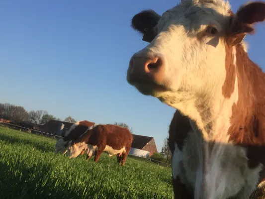 Bild: Weidefleisch: Die Natürliche Alternative zu Omega-3-Kapseln