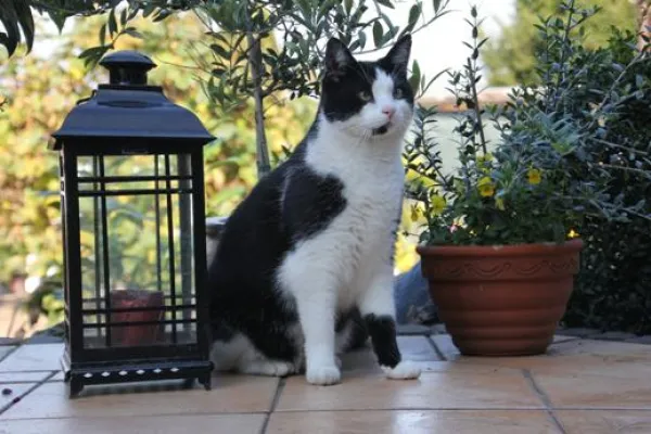 Bild: Welttierschutztag: Kastrationspflicht für Katzen gefordert