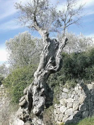 Tolle Dinger: Oliven sind lecker, gesund und schmecken nach Sonne Bild: Tolle Dinger: Oliven sind lecker, gesund und schmecken nach Sonne